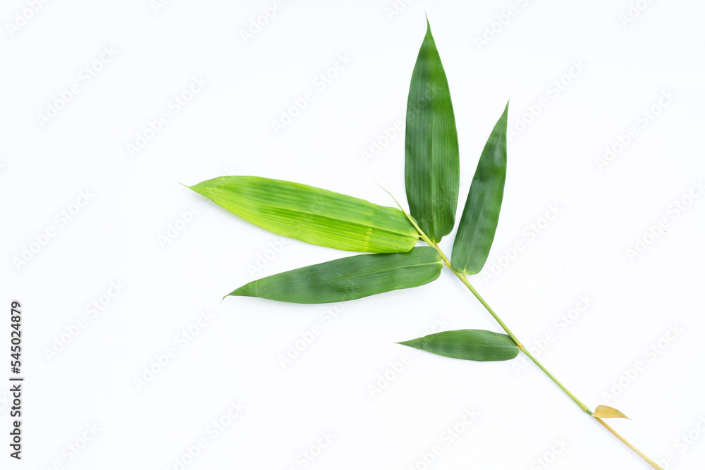 Fototapeta premium Bamboo leaves on white background.