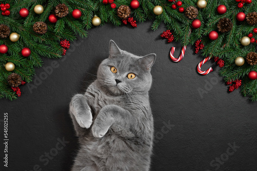 Photography Christmas cat on a black background
