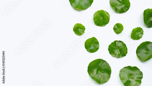 Fresh green centella asiatica leaves or water pennywort plant on white photo