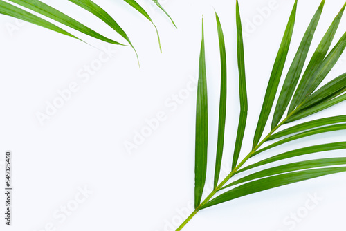 Green leaves of palm tree on white background.