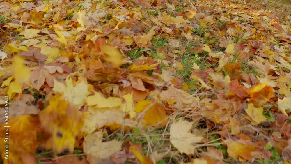 Autumn. Leaves fallen from the trees cover the ground. Autumn. Leaves fallen from the trees cover the ground.