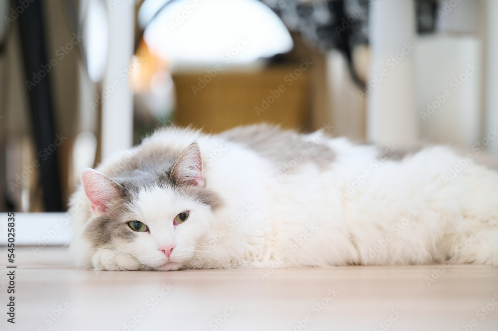 家の床の上にリラックスしている白猫