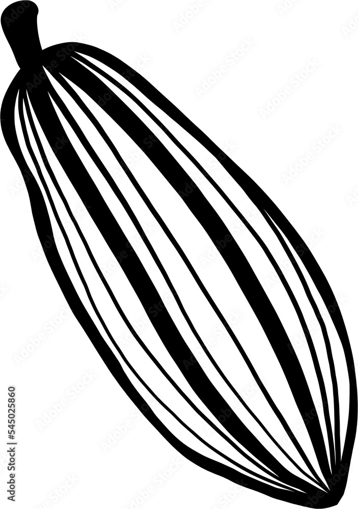 cacao fruit doodle freehand drawing.