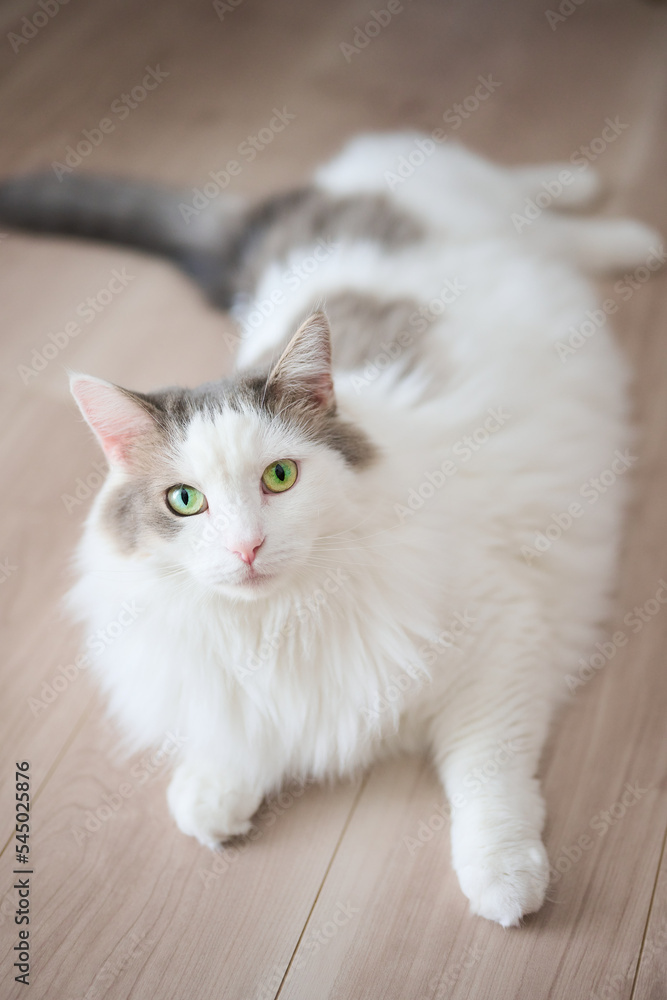 家の床の上にリラックスしている白猫がカメラを見ている