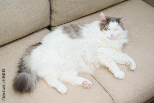 ソファの上に寝ている白猫 © Baeg Myeong Jun