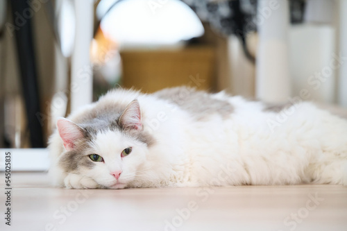 家の床の上にリラックスしている白猫