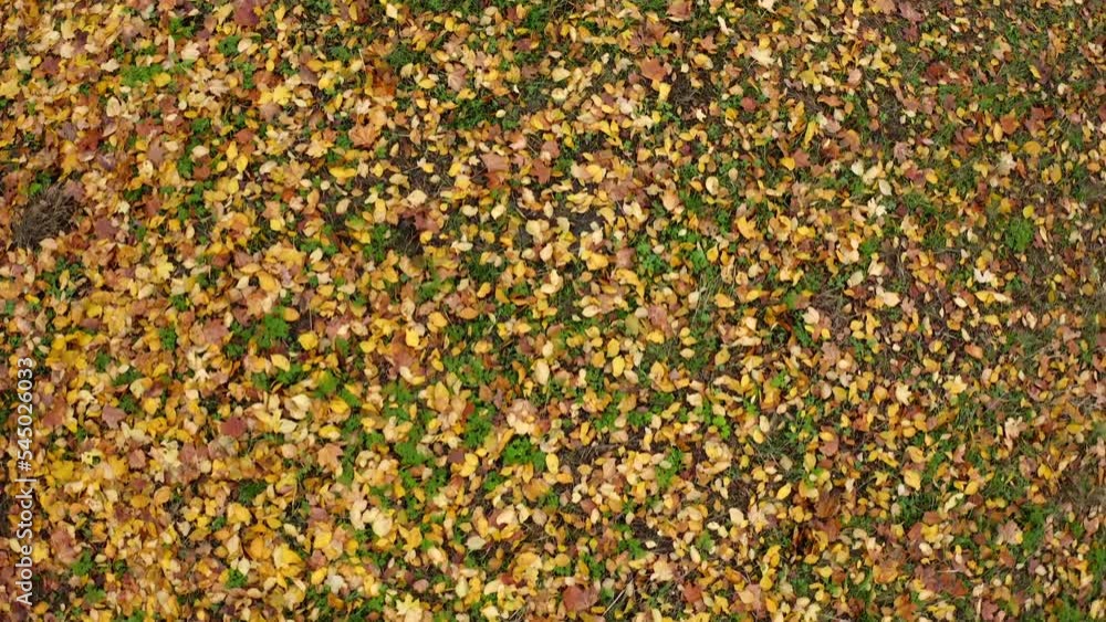 Autumn pattern. The ground is covered with yellow leaves that have fallen from the trees. Autumn leaf fall. The leaf falls into the growing grass on the ground Autumn pattern. The ground is covered with yellow leaves that have fallen from the trees. Autumn leaf fall. The leaf falls into the growing grass on the ground