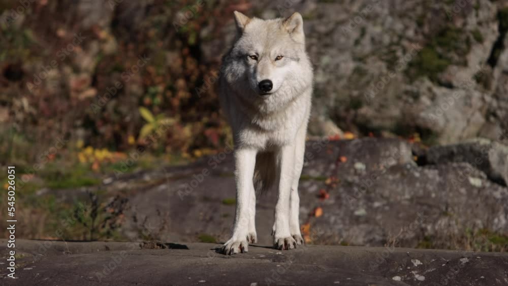 arctic wolf closeup looking around and licking lips rolling camera move arctic wolf closeup looking around and licking lips rolling camera move