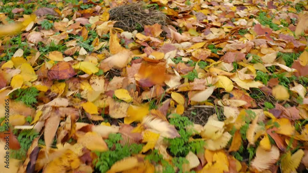 On the bright green grass growing in the park, the fallen multi-colored leaves swell with the wind in the fall. Move the camera straight ahead On the bright green grass growing in the park, the fallen multi-colored leaves swell with the wind in the fall. Move the camera straight ahead