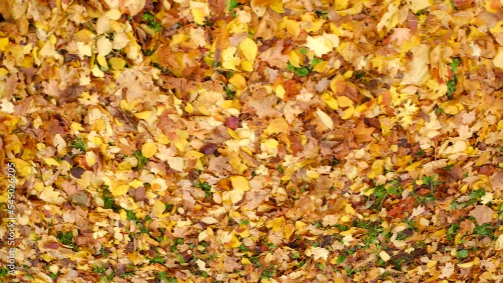 Heaps with yellow maple leaves fallen down on the ground blown by the wind close-up. Autumn Heaps with yellow maple leaves fallen down on the ground blown by the wind close-up. Autumn