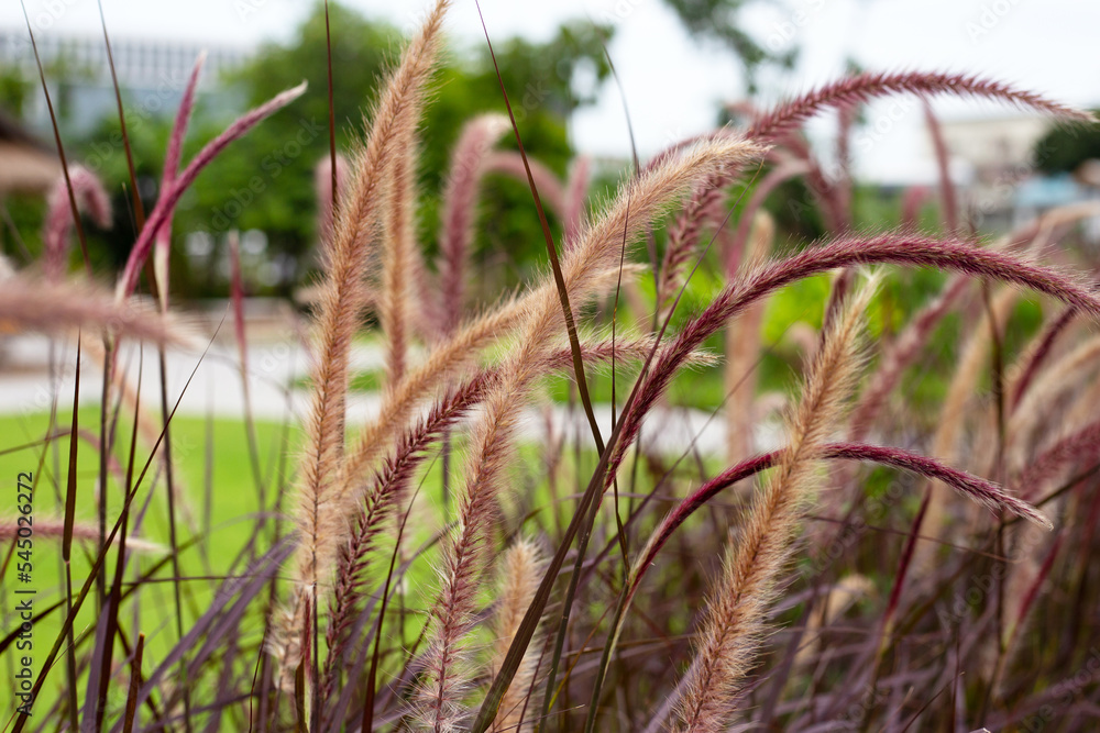 Fountain grass or pennisetum alopecuroides