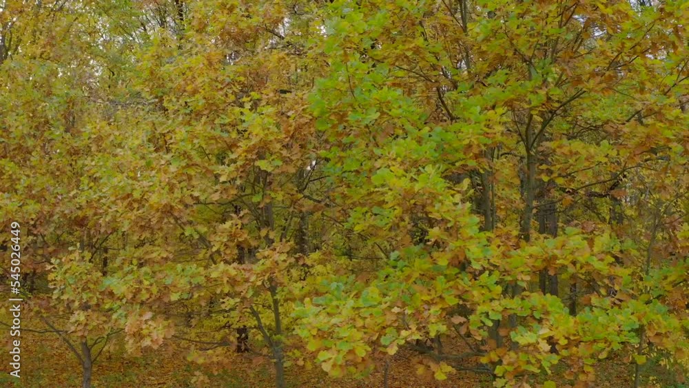 Panorama of trees covered with yellow leaves in the autumn park. Panorama of the autumn forest. Concept Background For Autumn Advertising Panorama of trees covered with yellow leaves in the autumn park. Panorama of the autumn forest. Concept Background For Autumn Advertising