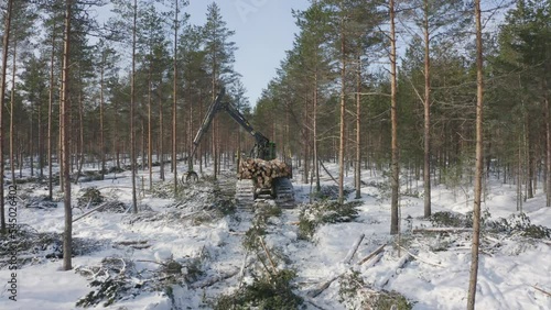 Forestry machine collecting logs in pineforest photo