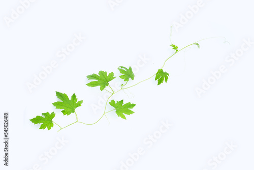 Bitter gourd leaves on white background. top view