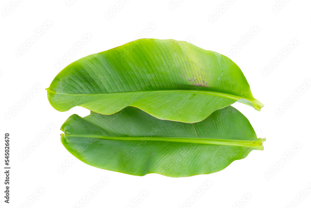 Obraz premium Fresh banana leaves on white background.