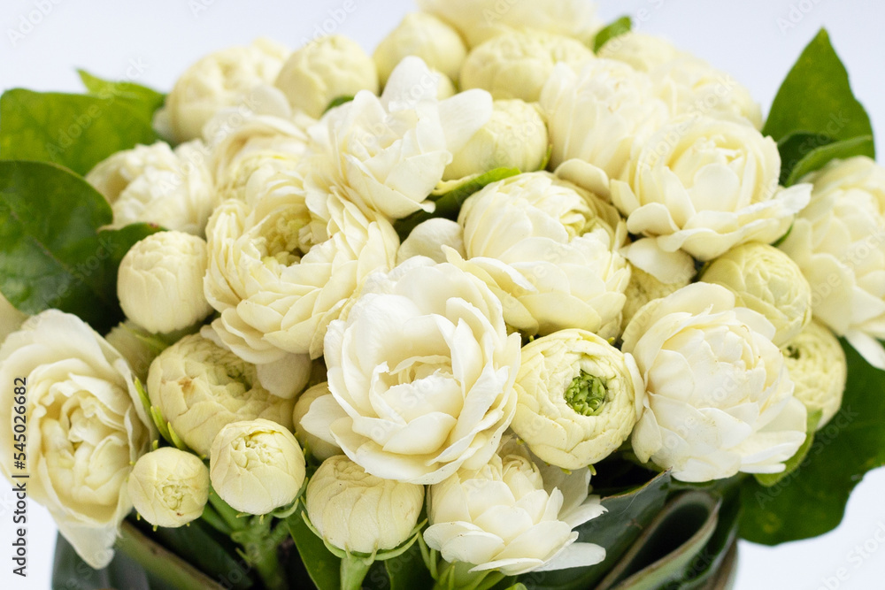 Fototapeta premium Jasmine flower on white background.
