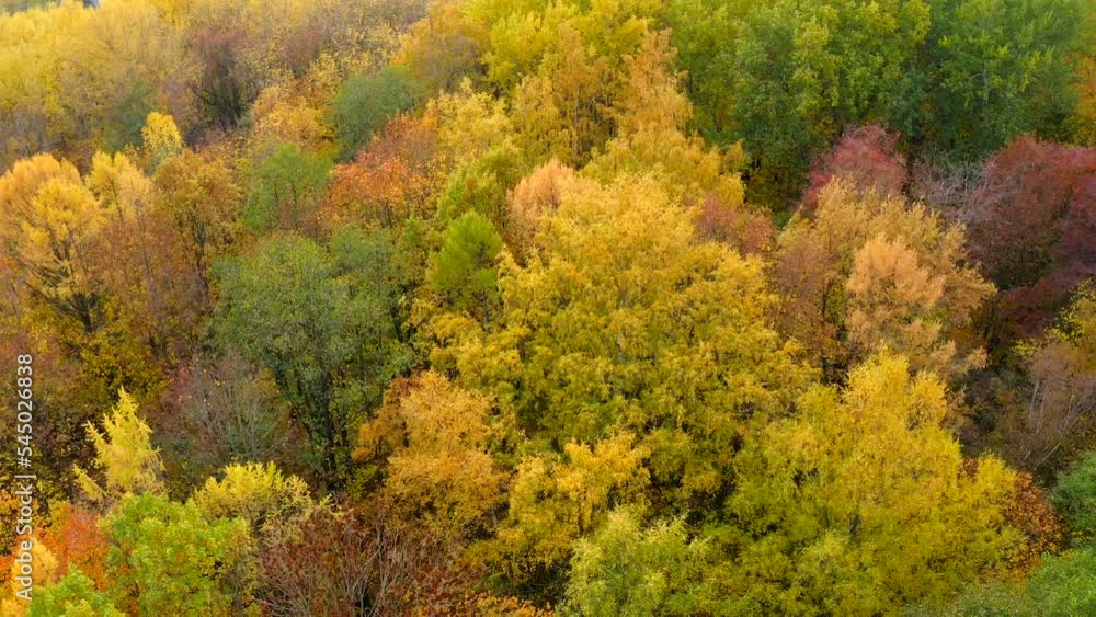 Autumn pattern from trees covered with golden leavesFlight on a copter in a circle over the tops of trees of different types with incredibly beautiful multi-colored foliage in autumn. Autumn pattern from trees covered with golden leavesFlight on a copter in a circle over the tops of trees of different types with incredibly beautiful multi-colored foliage in autumn.
