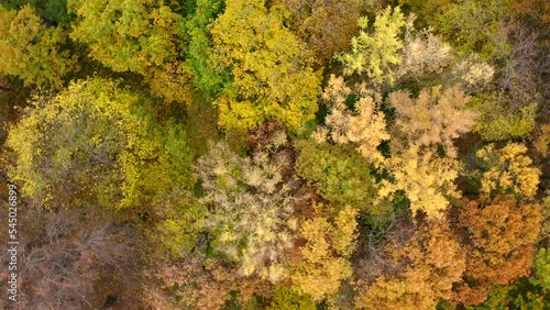 Wallpaper Mural Autumn pattern of trees covered with golden leaves. Flying a copter in a circle over the tops of trees with incredibly beautiful colorful foliage in autumn. Torontodigital.ca