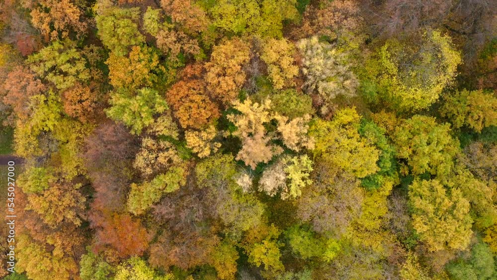 Autumn pattern from trees covered with golden leavesFlight on a copter in a circle over the tops of trees of different types with incredibly beautiful multi-colored foliage in autumn. Autumn pattern from trees covered with golden leavesFlight on a copter in a circle over the tops of trees of different types with incredibly beautiful multi-colored foliage in autumn.