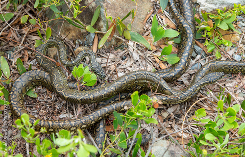 carpet python snakes mating at Urunga, New South Wales, Australia.