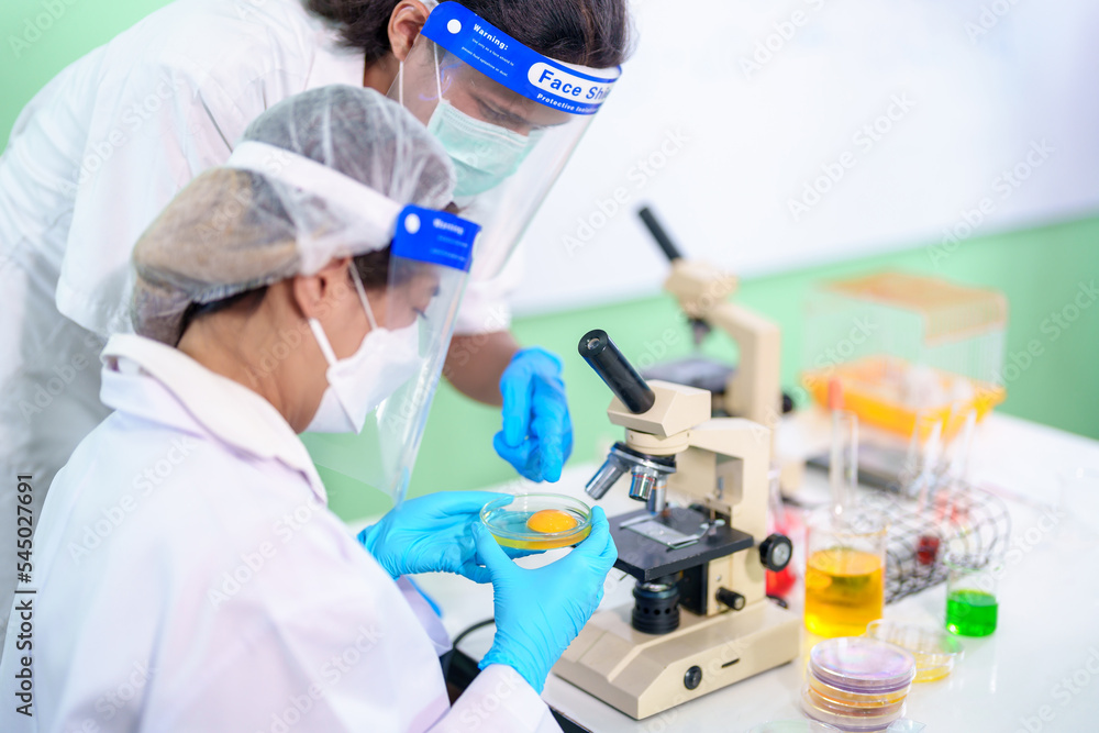 Fototapeta premium Modern Medical Research Laboratory: Stem cell researcher working in laboratory Study on Stem Cells on the Stereo microscope view in laboratory , Advanced Scientific Lab for Medicine, Biotechnology.