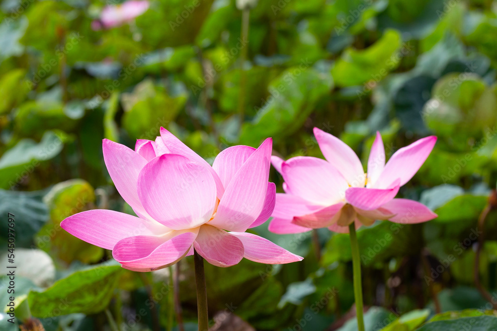 Pink lotus flower blooming in pond with green leaves Pink lotus flower blooming in pond with green leaves