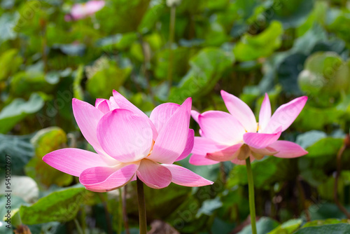 Pink lotus flower blooming in pond with green leaves
