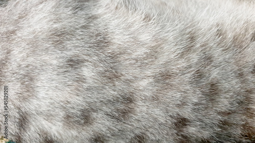 close up gray cat fur texture background