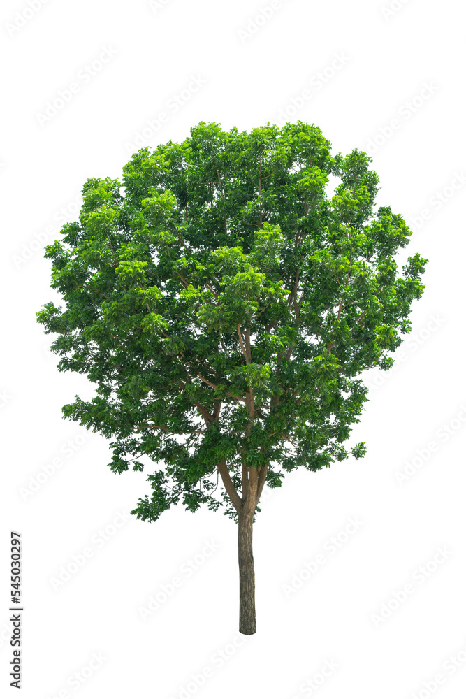 Isolated Tree on transparent background ,Suitable for use in landscape design, Tree from thailand, Asia Isolated Tree on transparent background ,Suitable for use in landscape design, Tree from thailand, Asia