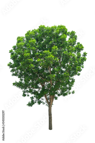 Isolated Tree on transparent background  Suitable for use in landscape design  Tree from thailand  Asia