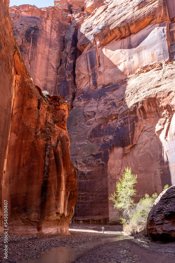 A lone hiker along the stream, enters an area illuminated by a shaft of sunlight entering between the canyon walls with a large cottonwood tree Paria Canyon, Escalante National Monument, Utah