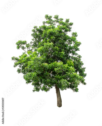 Isolated Tree on transparent background ,Suitable for use in landscape design, Tree from thailand, Asia