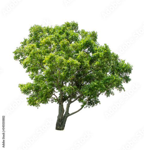 Isolated Tree on transparent background ,Suitable for use in landscape design, Tree from thailand, Asia