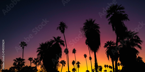 Sunset Palm Trees in silhouette against pink orange purple sky in downtown Phoenix, Arizona 