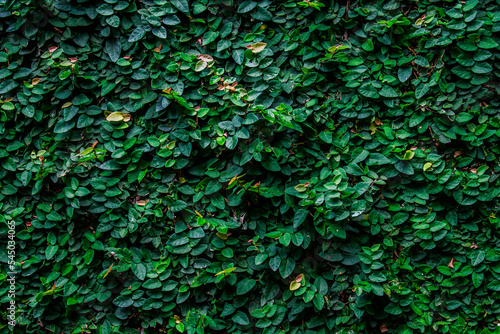 green background