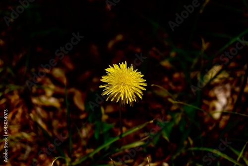 yellow dandelion flower