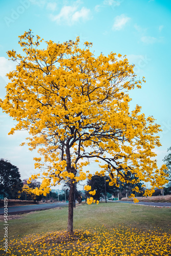 autumn in the park