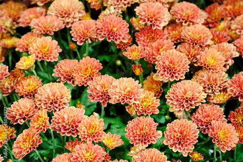 Beautiful flowers as background  delicate blooming flowers festive background  Colorful spring flower background  selective focus.