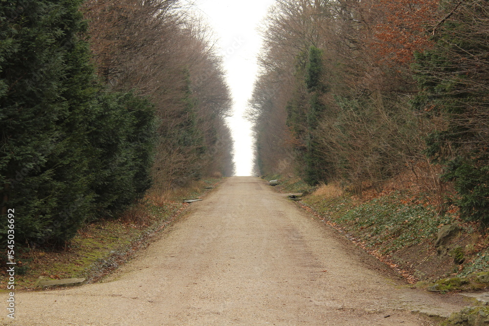 path in the woods