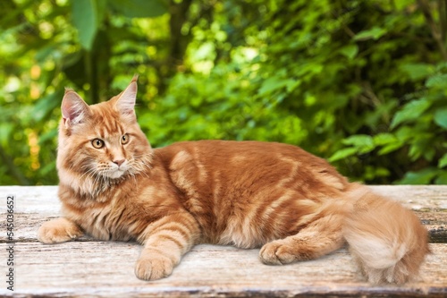 Cute domestic young cat on nature background © BillionPhotos.com