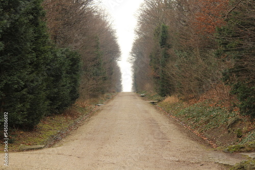 path in the woods