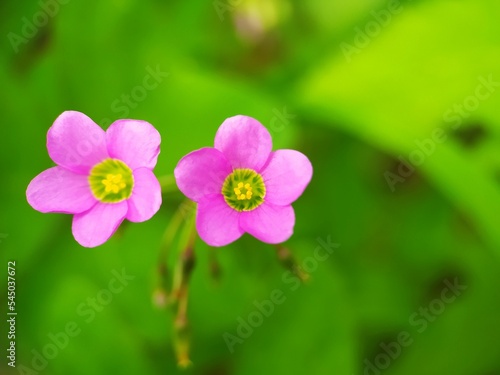 pink flower clouse up on green blurred background