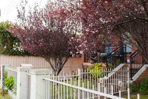 fence dividing front yards of duplex homes in spring - close neighbours photo