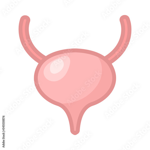 Bladder of female body vector illustration. Internal human organ, urinary system, urinary bladder on white background. Education, anatomy concept
