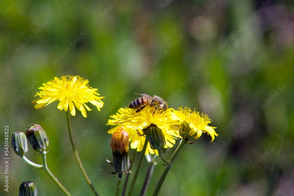 Abeja flor polen - obrazy, fototapety, plakaty 