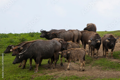 Water buffalos  Philippine carabaos  at Batanes  Philippines