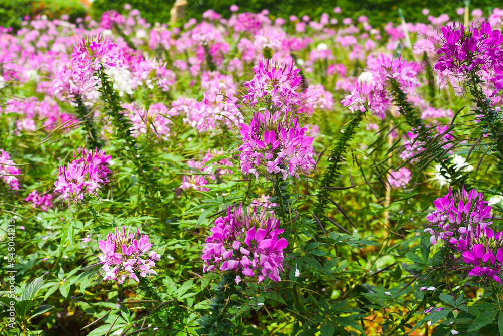 Field of Cleome spinosa flowers or spiny spiderflower in Da Lat in Vietnam Field of Cleome spinosa flowers or spiny spiderflower in Da Lat in Vietnam