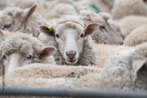 Sheep together in a pen waiting to be shorn.