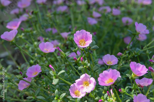 Portulaca oleracea flower are blooming in the garden