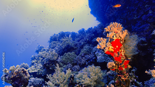 Underwater photo of a beautiful drop off wall and colorful soft coral reef